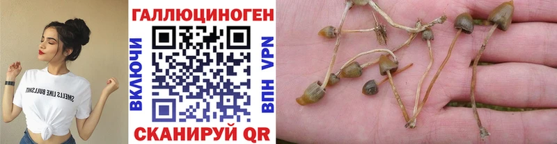 Галлюциногенные грибы Psilocybine cubensis  купить наркоту  Чердынь 